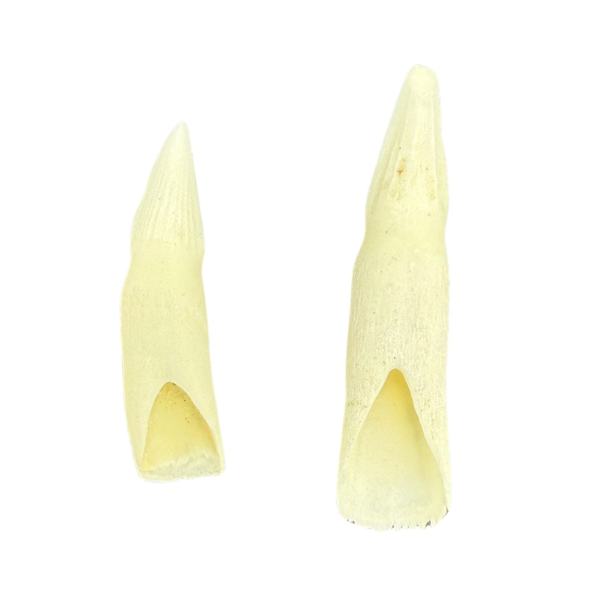 Jacaru 6580 Genuine Crocodile Tooth - Hatband Replacement (Medium or Large)