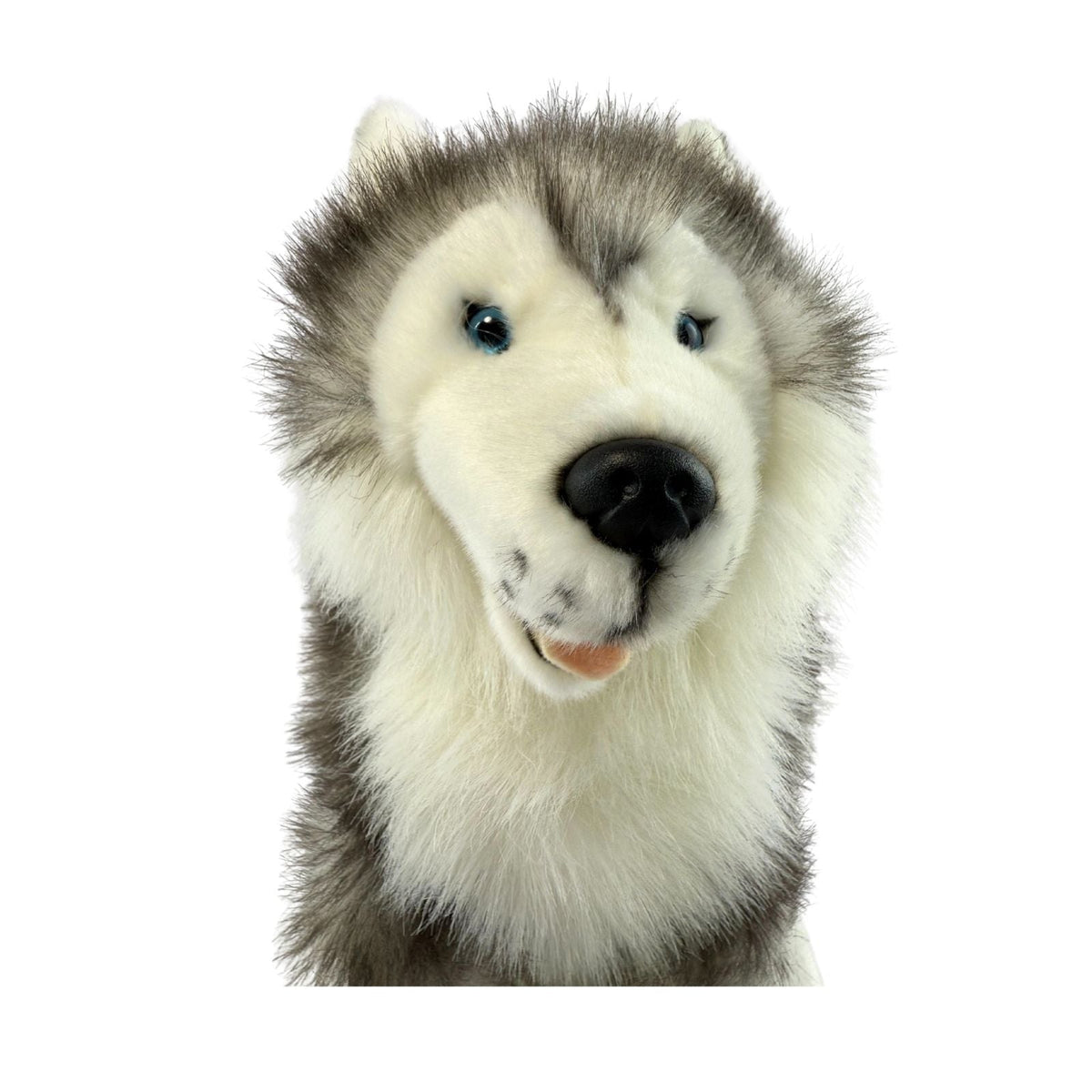 Bocchetta Brock 35cm Sitting Husky Plush Toy (Realistic Stuffed Animal Dog Gift)
