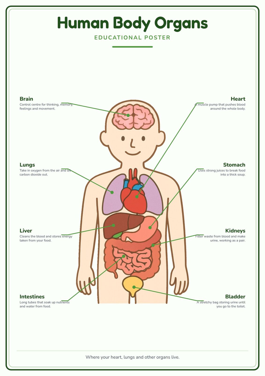 Human Body Organs: A4 Matte Laminated Educational Poster Print - 210x297mm