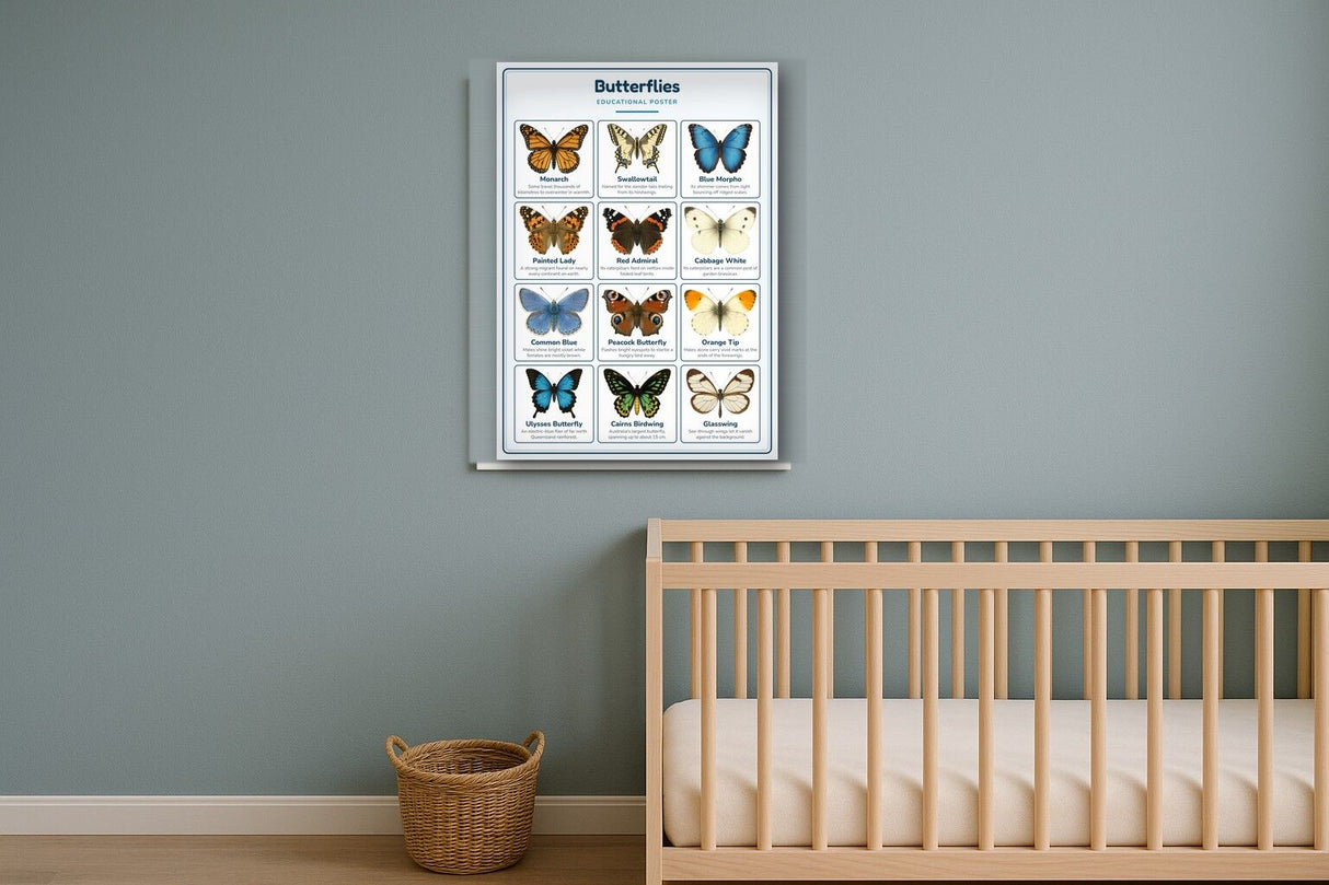 Butterflies: A4 Matte Laminated Educational Poster Print - 210x297mm
