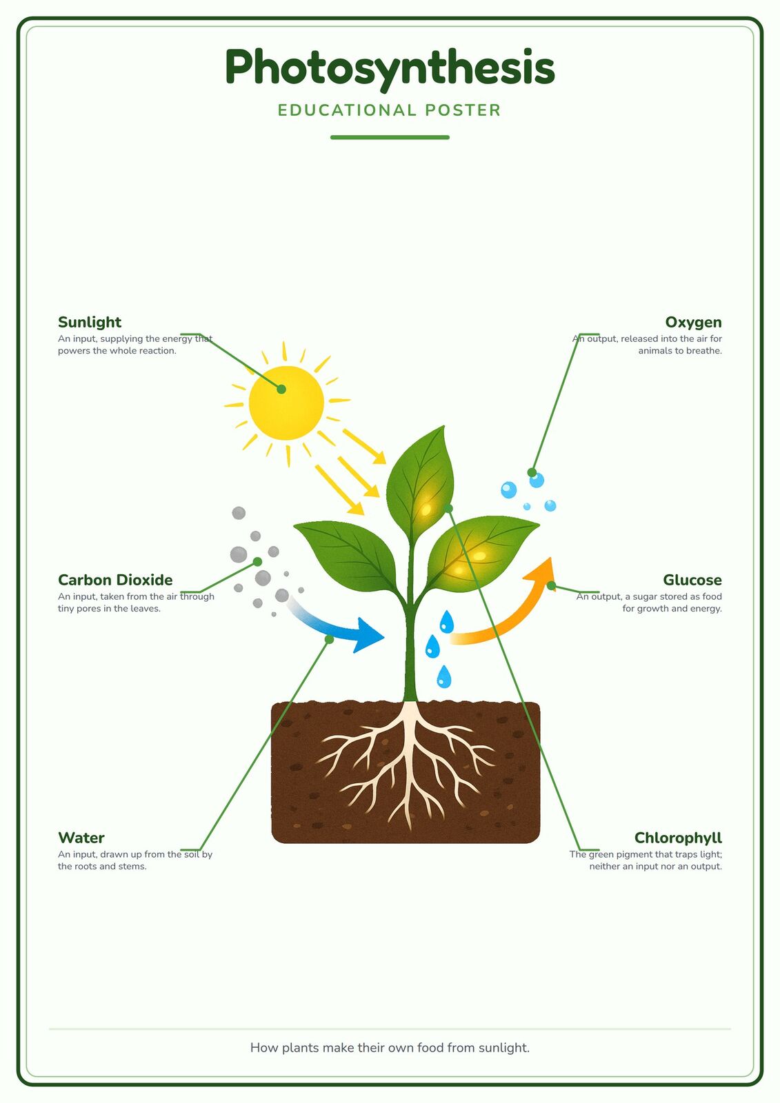 Photosynthesis: A4 Matte Laminated Educational Poster Print - 210x297mm