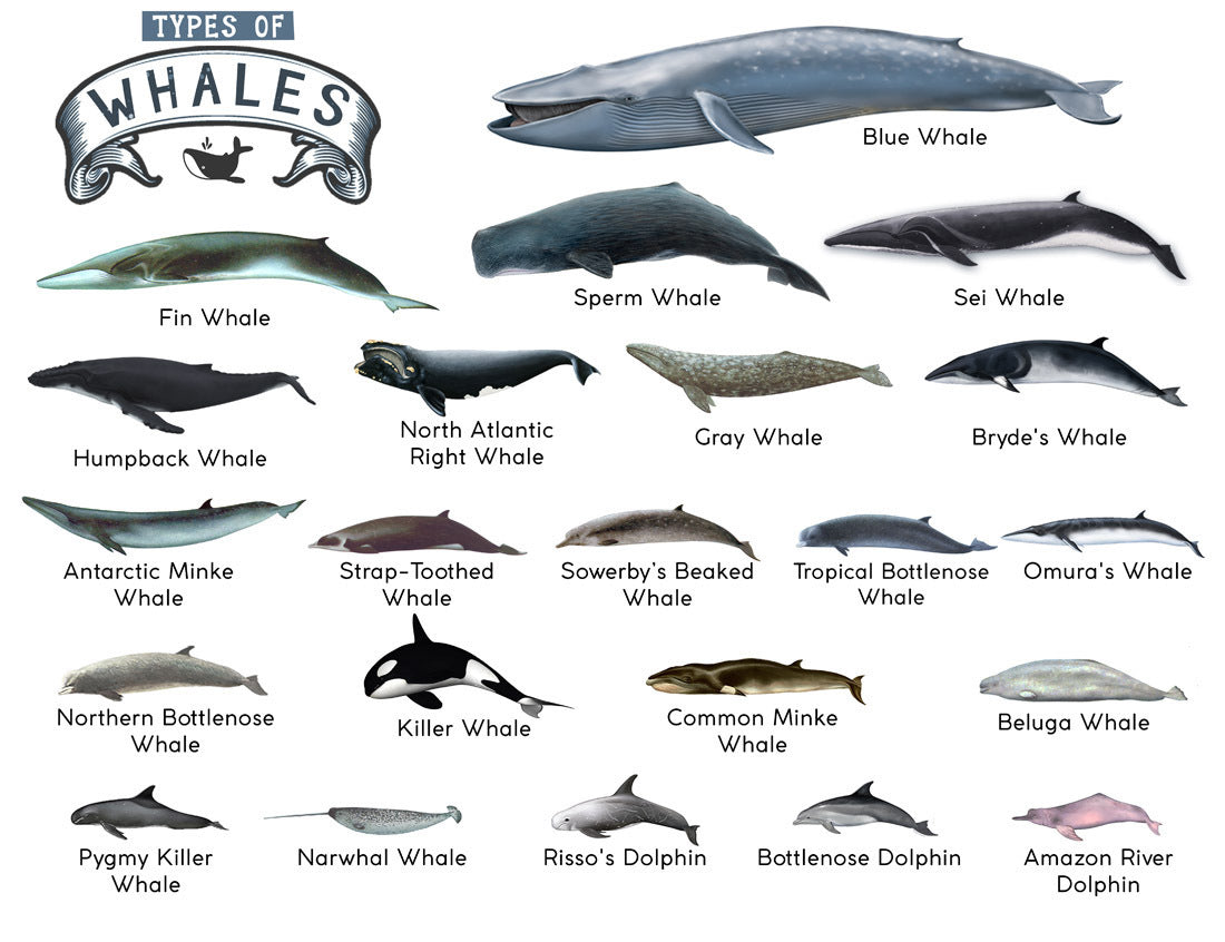 Types of Whales: A4 Matte Laminated Educational Poster Print - 210x297mm