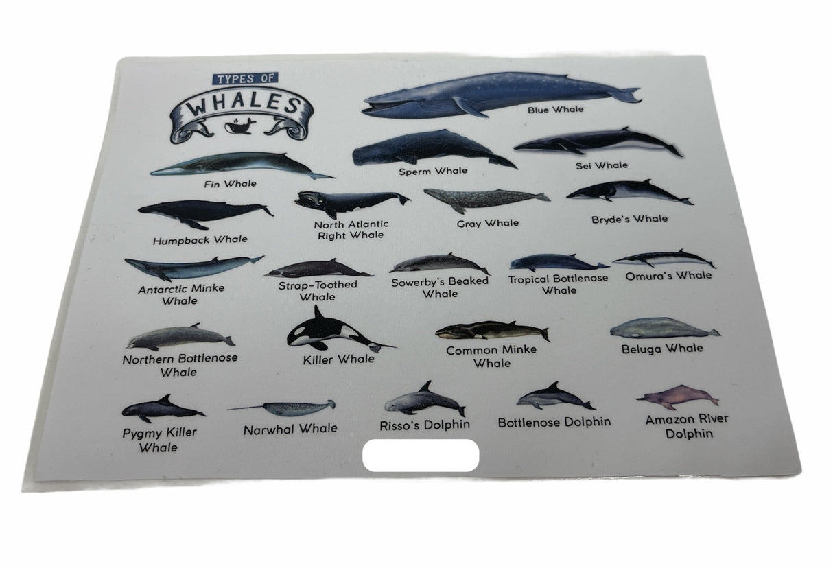 Types of Whales: A4 Matte Laminated Educational Poster Print - 210x297mm