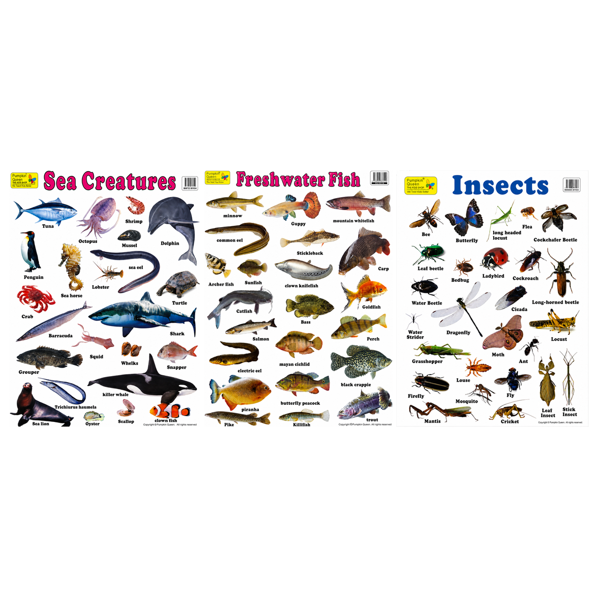 3-Pack Large "Creatures of Nature" Educational Posters - 73x52cm (Printed by Pumpkin Queen)