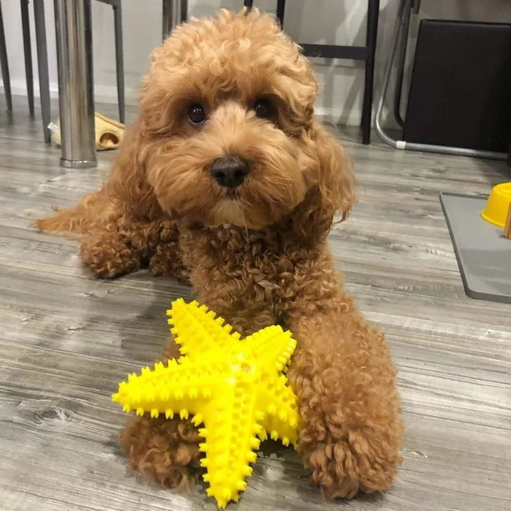 Dog Starfish Toothbrush Teeth Cleaner Squeak Chew Toy in Yellow Star