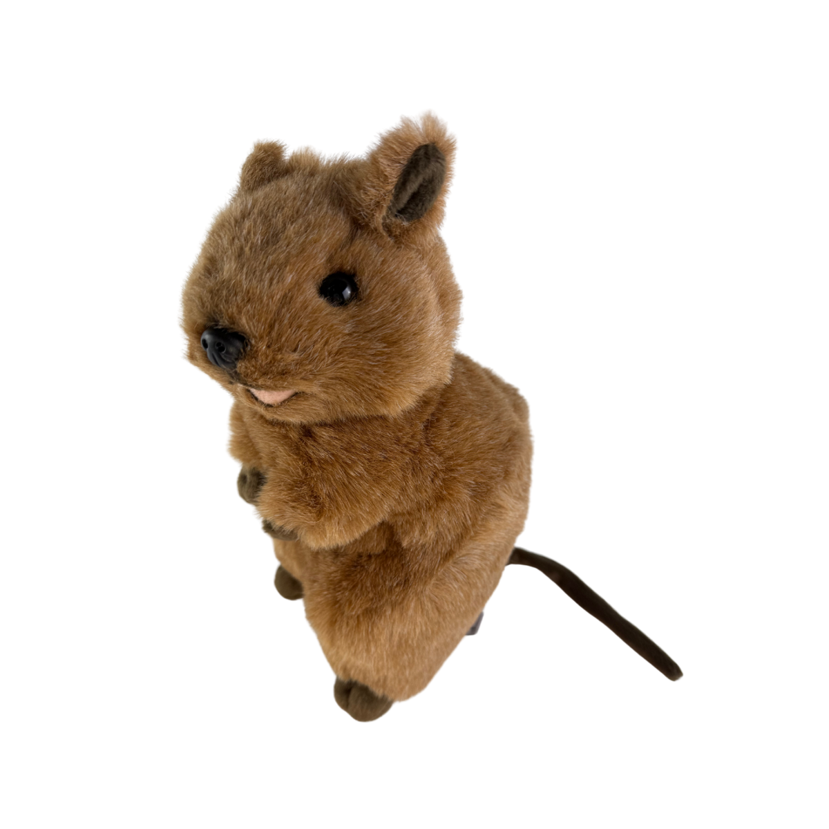 Bocchetta Roger 28cm Standing Quokka Plush Toy (Australian Stuffed Animal Souvenir Gift)