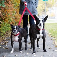 Double Dog Leash Lead Coupler - Walk and Control 2 Dogs Easily 2.0cm Width