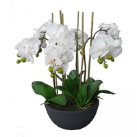 55 Cm Phalaenopsis Orchid Plant Artificial Flower Plant in Black Pot Potted Faux
