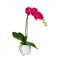 48cm Potted Phalaenopsis Orchid in Pot Fake False Artificial Flowers  - Fuchsia
