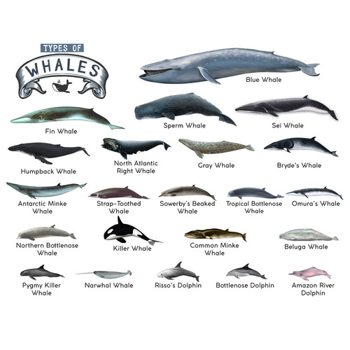 TYPES OF WHALES A4 Matte Laminated Poster Print Fish - 210mm x 297mm
