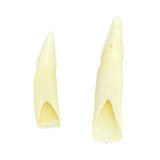 Jacaru 6580 Genuine Crocodile Tooth - Hatband Replacement (Medium or Large)
