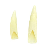 Jacaru 6580 Genuine Crocodile Tooth - Hatband Replacement (Medium or Large)