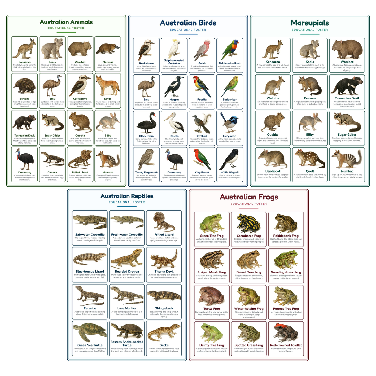 5-Pack Australian Animals Educational Posters Set - A4 Matte Laminated Prints (210x297mm)