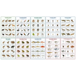 10-Pack Australian Wildlife Educational Posters Set - A4 Matte Laminated Prints (210x297mm)