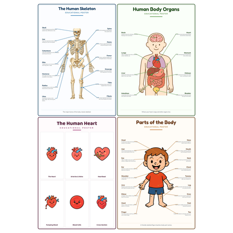 4-Pack Human Body Basics Educational Posters Set - A4 Matte Laminated Prints (210x297mm)