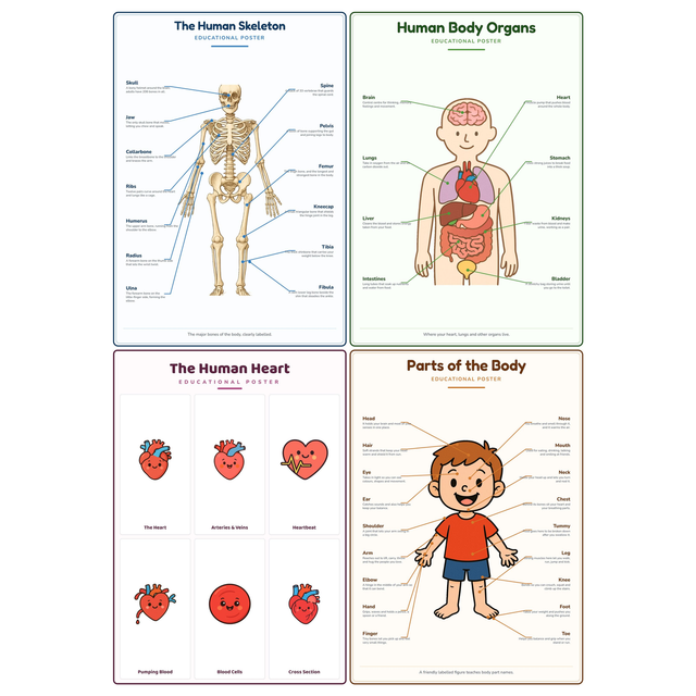 4-Pack Human Body Basics Educational Posters Set - A4 Matte Laminated Prints (210x297mm)