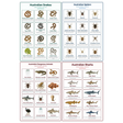 4-Pack Australia's Deadliest Educational Posters Set - A4 Matte Laminated Prints (210x297mm)
