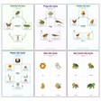 6-Pack Life Cycles Educational Posters Set - A4 Matte Laminated Prints (210x297mm)