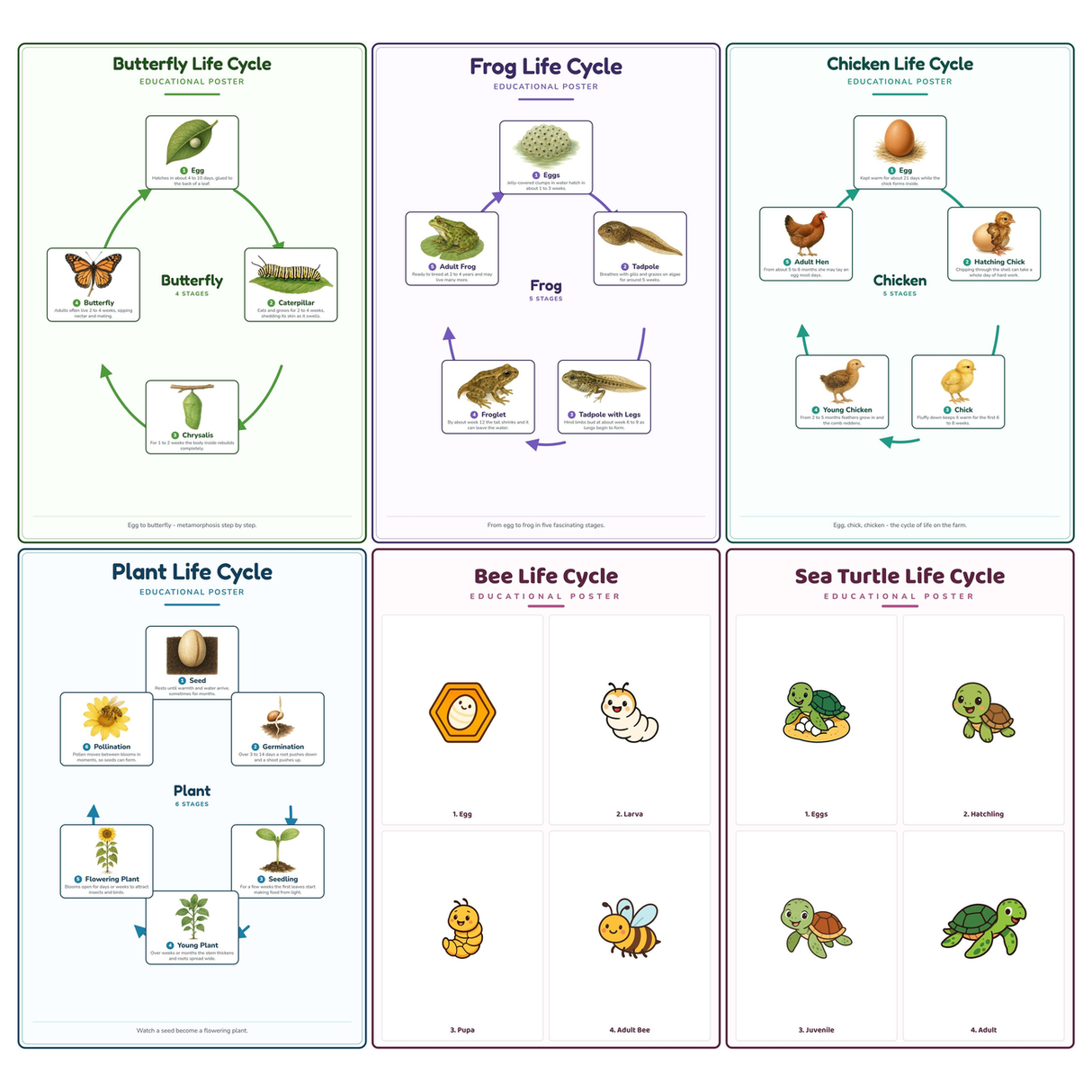6-Pack Life Cycles Educational Posters Set - A4 Matte Laminated Prints (210x297mm)