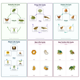 6-Pack Life Cycles Educational Posters Set - A4 Matte Laminated Prints (210x297mm)