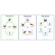 3-Pack Life Cycles Starter Educational Posters Set - A4 Matte Laminated Prints (210x297mm)