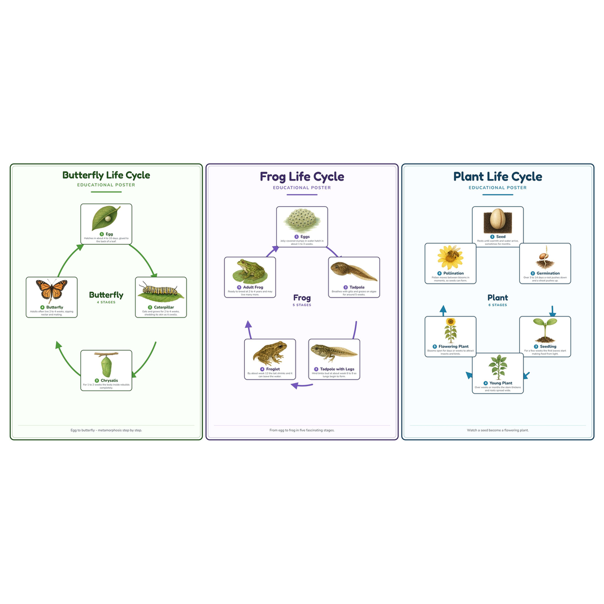 3-Pack Life Cycles Starter Educational Posters Set - A4 Matte Laminated Prints (210x297mm)