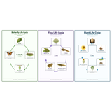 3-Pack Life Cycles Starter Educational Posters Set - A4 Matte Laminated Prints (210x297mm)