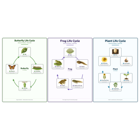 3-Pack Life Cycles Starter Educational Posters Set - A4 Matte Laminated Prints (210x297mm)