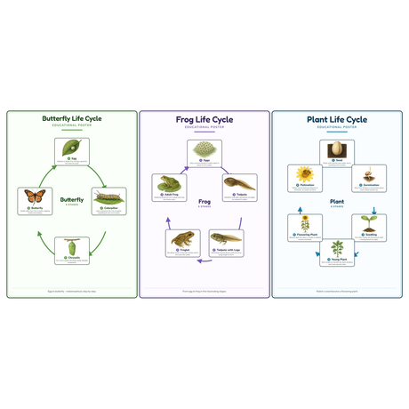3-Pack Life Cycles Starter Educational Posters Set - A4 Matte Laminated Prints (210x297mm)