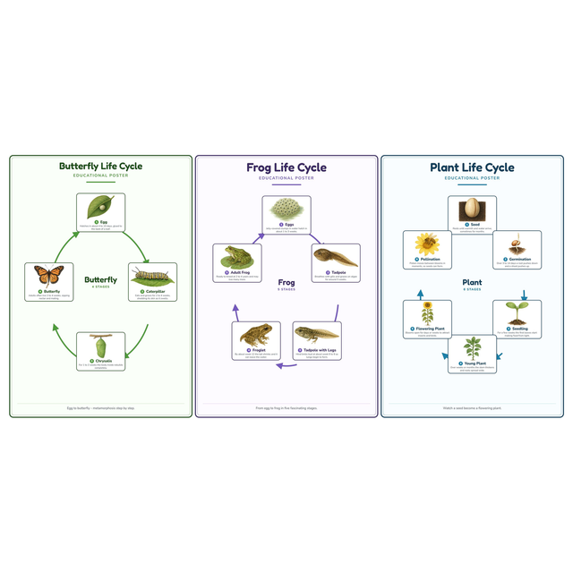 3-Pack Life Cycles Starter Educational Posters Set - A4 Matte Laminated Prints (210x297mm)