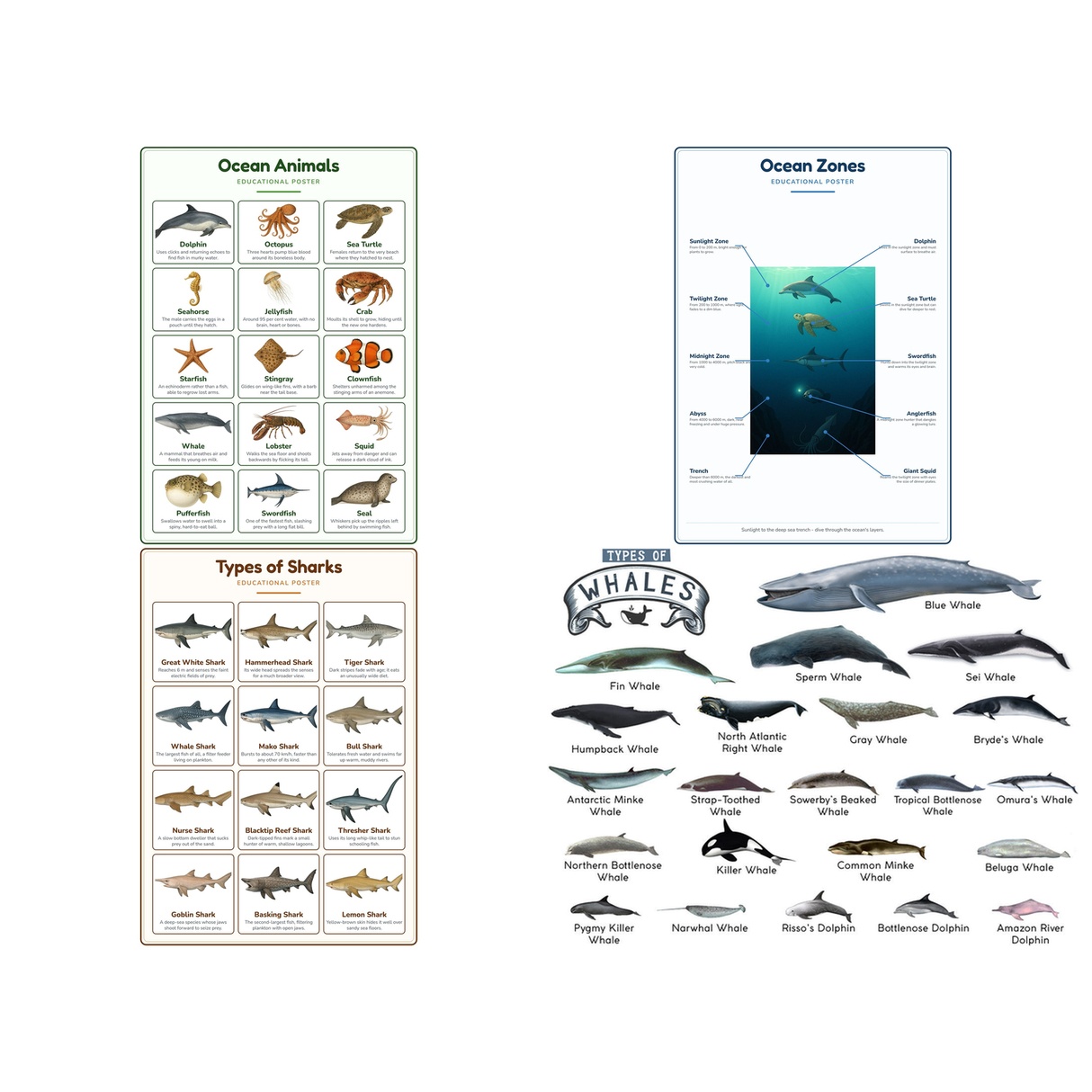 4-Pack Ocean Animals Educational Posters Set - A4 Matte Laminated Prints (210x297mm)