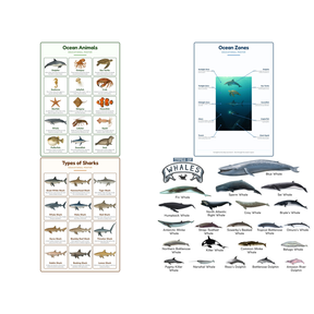 4-Pack Ocean Animals Educational Posters Set - A4 Matte Laminated Prints (210x297mm)