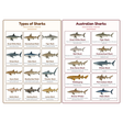 2-Pack Sharks Educational Posters Set - A4 Matte Laminated Prints (210x297mm)