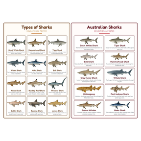 2-Pack Sharks Educational Posters Set - A4 Matte Laminated Prints (210x297mm)