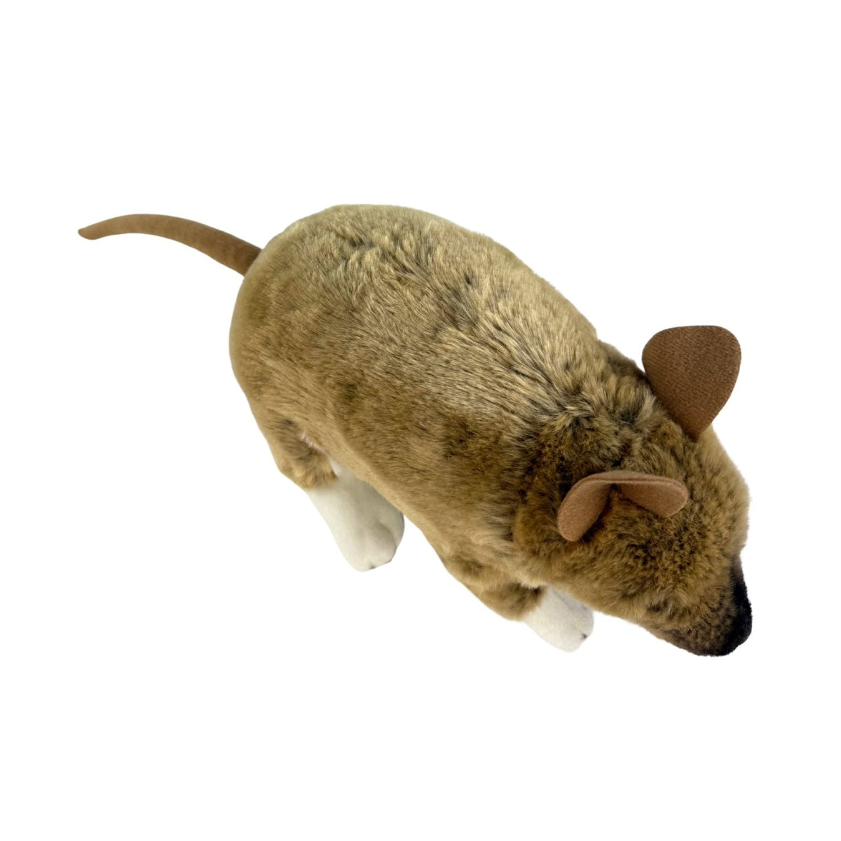 Bocchetta Bert 28cm Bandicoot Plush Toy (Australian Stuffed Animal Souvenir Gift)