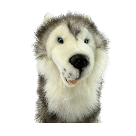 Bocchetta Brock 35cm Sitting Husky Plush Toy (Realistic Stuffed Animal Dog Gift)
