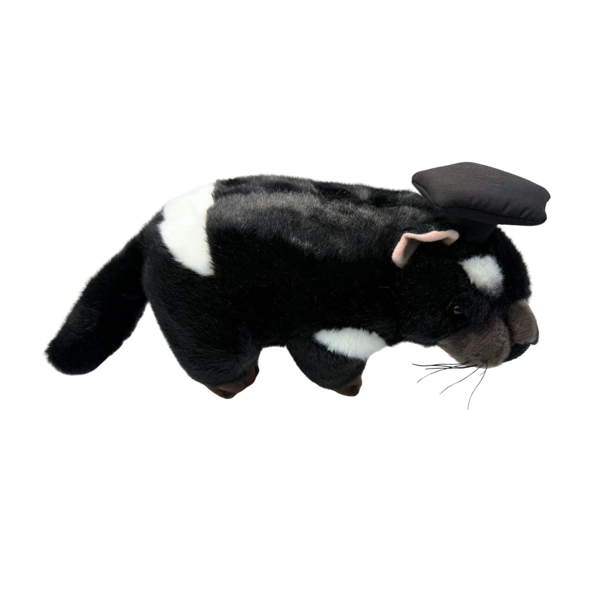 Bocchetta Diego 24cm Graduation Tasmanian Devil Plush Toy (Stuffed Animal Grad Gift)
