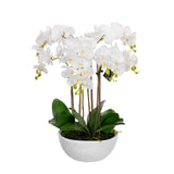 55cm Phalaenopsis Orchid Artificial Potted Plant - White (Faux Floral Decor Home/Office)