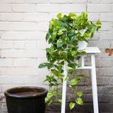 104cm Pothos Bush in Hanging Planter in Pot (with Rope) Artificial Flower Plant Green