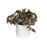 Real Touch Anthurium Bush in White Pot 21cm Artificial Plant in Burgundy