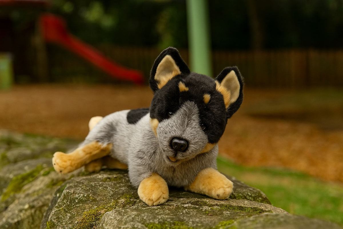 Bocchetta Gallagher 35cm Lying Blue Heeler Cattle Dog Plush Toy (Australian Stuffed Animal Gift)