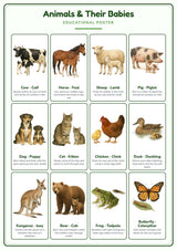 Animals & Their Babies: A4 Matte Laminated Educational Poster Print - 210x297mm