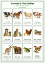 Animals & Their Babies: A4 Matte Laminated Educational Poster Print - 210x297mm
