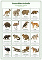 Australian Animals: A4 Matte Laminated Educational Poster Print - 210x297mm