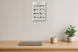 Australian Animals: A4 Matte Laminated Educational Poster Print - 210x297mm