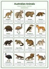 Australian Animals: A4 Matte Laminated Educational Poster Print - 210x297mm