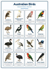 Australian Birds: A4 Matte Laminated Educational Poster Print - 210x297mm