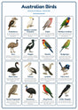 Australian Birds: A4 Matte Laminated Educational Poster Print - 210x297mm