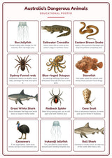 Australia's Dangerous Animals: A4 Matte Laminated Educational Poster Print - 210x297mm