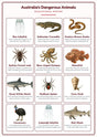 Australia's Dangerous Animals: A4 Matte Laminated Educational Poster Print - 210x297mm